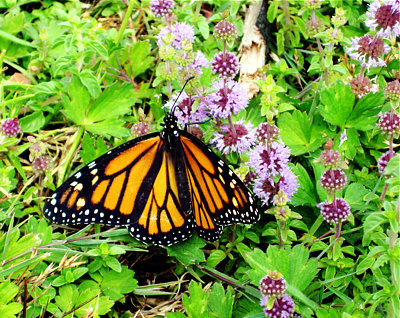Beautiful Butterflky - Un-intelligent Design Made This?